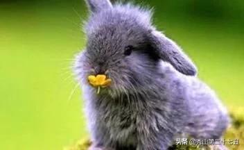 兔子能不能喝水，兔兔真的不能喝水么