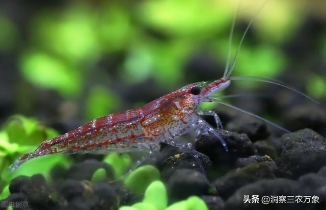 养观赏虾需要什么条件，虾缸为什么不能放石头（做好这3个方面的工作）