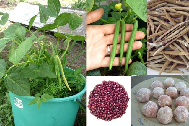 杂粮有哪些品种，粗粮都有什么（中国豆类大全）