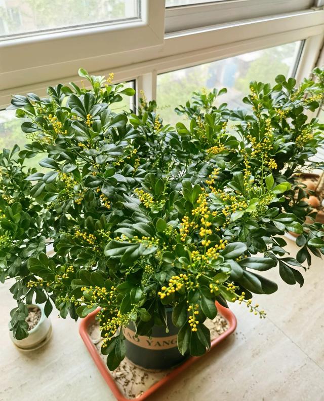 九里香什么时候开花，九里香怎么养才能开花（夏天“最香的”6种花）