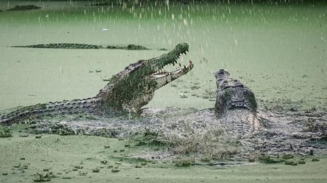 关于鳄鱼的资料，鳄鱼速度18km/h