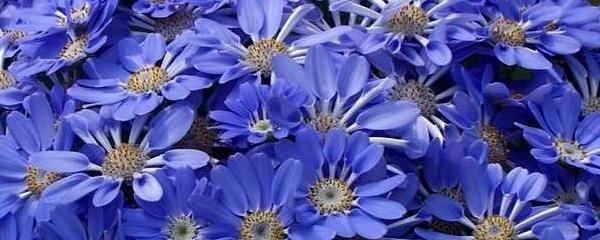 瓜叶菊，瓜叶菊怎么养（瓜叶菊一年开几次花）