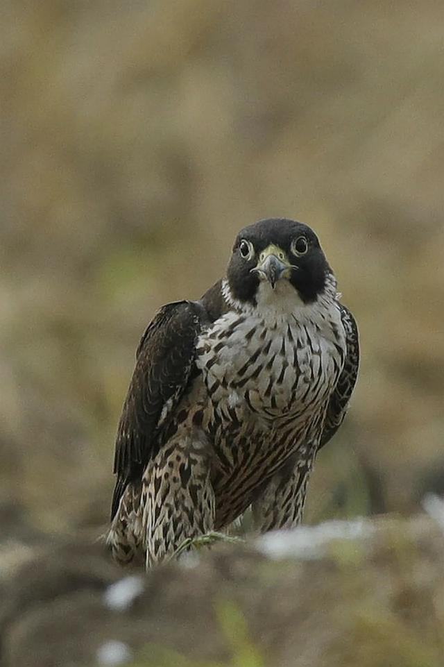 隼是什么鸟，生物演化史上的速度巅峰（隼是什么鸟吃什么食物）