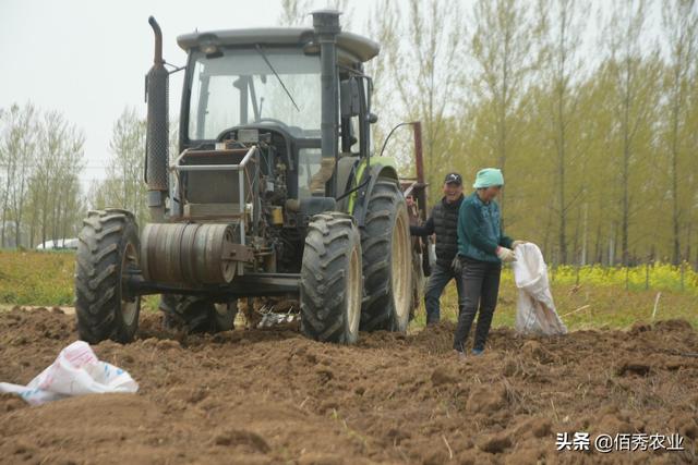 千年何首乌真实存在吗，人工种植产量堪比红薯