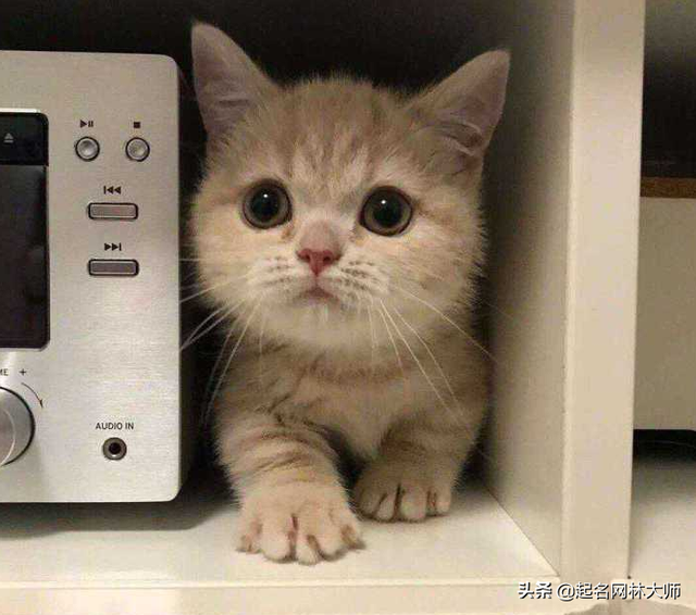 适合猫的名字，猫名字大全洋气（51个乖巧可爱“猫咪名字”）