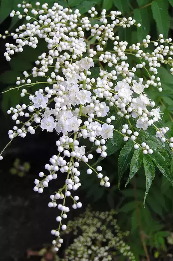 各种花开放的时间（100种常见花的花开时间附图）