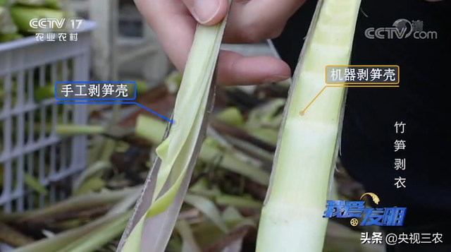 竹笋怎么剥皮，新鲜竹笋怎么剥皮详细图解（有了“王万能”发明的神器）
