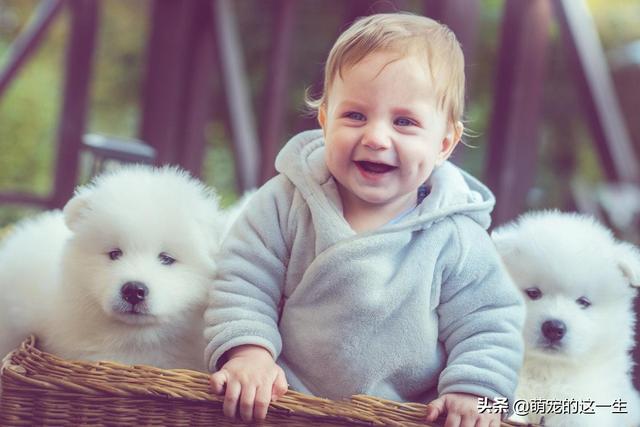 微笑天使是什么狗，微笑天使是什么狗狗（微笑天使萨摩耶优缺点了解一下）