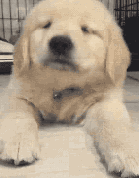 金毛犬一般几个月才会咬主人，“金毛”一生中有5个阶段