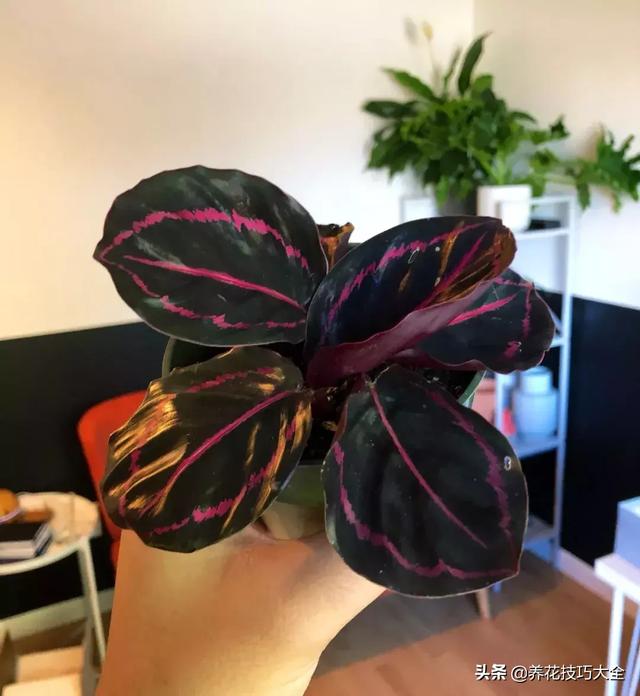 辨别花店中的常见的观赏竹芋，辨别花店中的常见的观赏竹芋有哪些（比孔雀竹芋还好看的观赏竹芋品种）