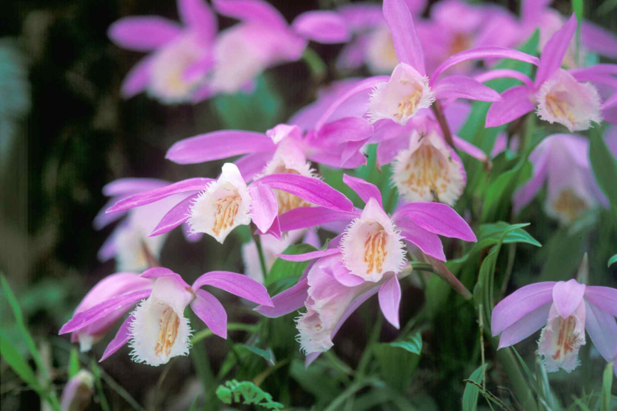 水晶兰的花语,花卉别名有意思