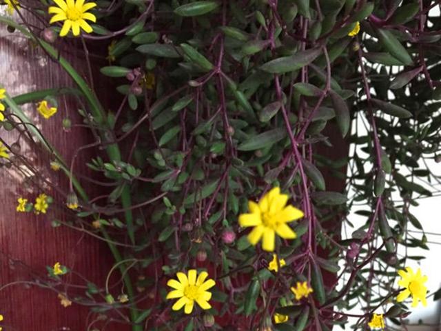 各种花的介绍资料，各种各样的花的介绍（花美叶也美的3种植物）