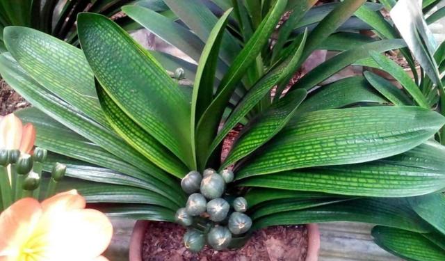 君子兰种子怎么种，君子兰种子种植方法（5个步骤就能长出小苗）