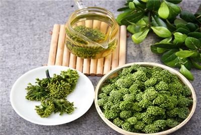 三七种植方法，盆栽三七图片（家种三七的种植方法、病虫害防治及优质丰产栽培技术）