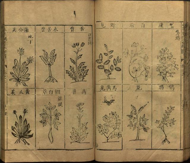 本草纲目全书带图，李时珍本草纲目全书（李时珍著《本草纲目》附图卷）