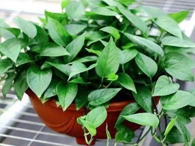 如何养好绿萝盆景，如何养好绿萝盆景图片（绿萝盆栽怎么养）