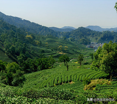 龙井茶产地在哪里，龙井茶的产地是哪（你知道龙井茶的产地是浙江哪里吗）