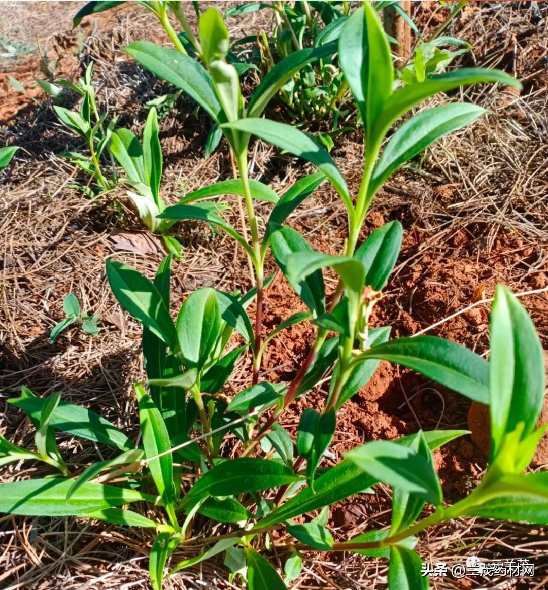 在雲南栽種滇龍膽草首先要對栽培技術有一些瞭解,才能把滇龍膽草栽種