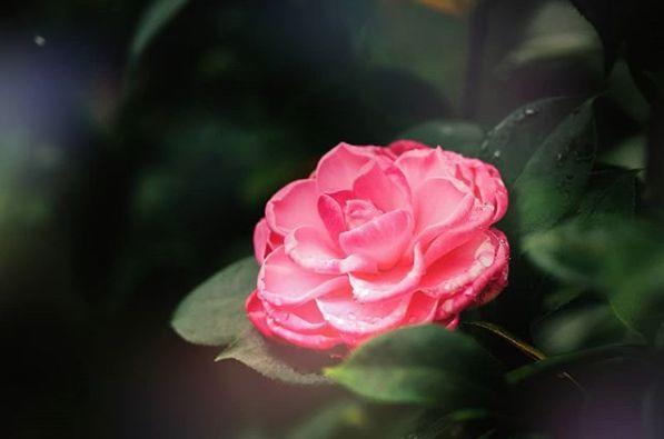 观音莲的花语，观音菩萨与莲花的寓意（守护你的小幸福）