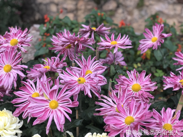 荷花有几种颜色，莲花有几种颜色分别是象征什么（1盆菊花售价1.2万）