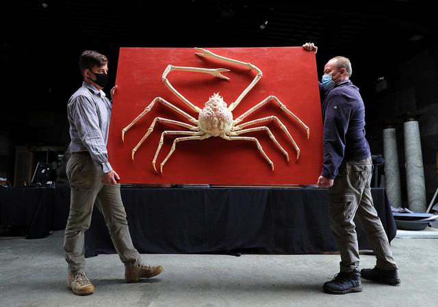 一只螃蟹几条腿，螃蟹有几条腿（还能凭实力吃掉鲨鱼）