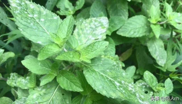 绍兴山上一种野草夏天用来泡茶喝，夏天采摘来泡水冰凉解暑又解渴