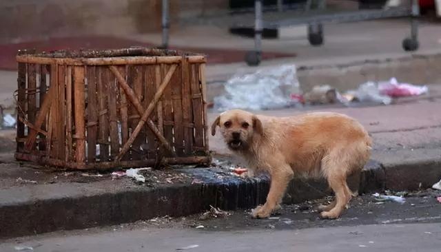 办狗证有什么用，狗狗办了狗证有什么用（狗狗或面临被“处死”风险）
