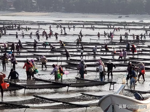紫菜是哪里生长的，紫菜是生长在哪里的啊海里面吗（莆田这个村号称“中国紫菜第一村”）