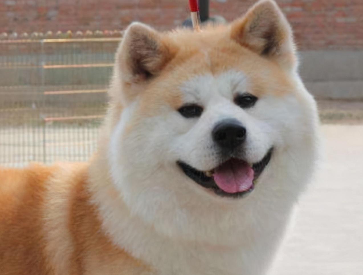 秋田和柴犬(日本国犬是柴犬还是秋田犬)