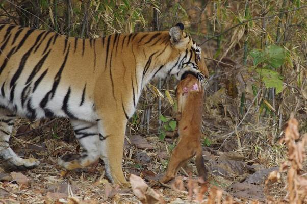 最大的犬科动物，世界上最大的犬科动物是什么（科学论证猫科和犬科谁厉害）