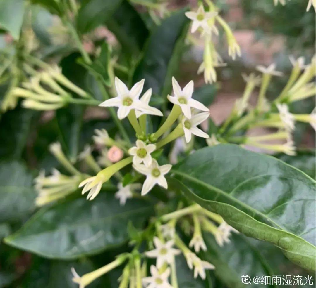 九里香有毒吗(风水十大吉祥绿植)插图(7)