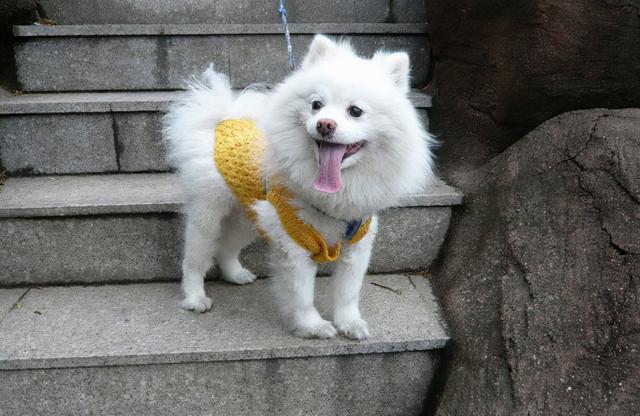 银狐犬图片,"外表像狐狸"的几种狗(小体银狐犬图片)