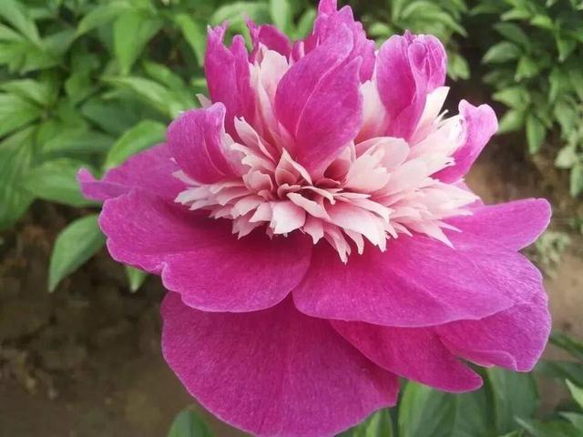 芍药不开花的解决办法，芍药一直不开花怎么办（开花个个比拳头大）