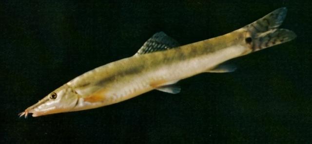 淡水观赏鱼种类，淡水观赏鱼的种类大全！（中国淡水观赏鱼图集<一>）