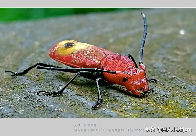 关于星天牛介绍，星天牛百度百科（这外貌“粗糙”的天牛你认得么）