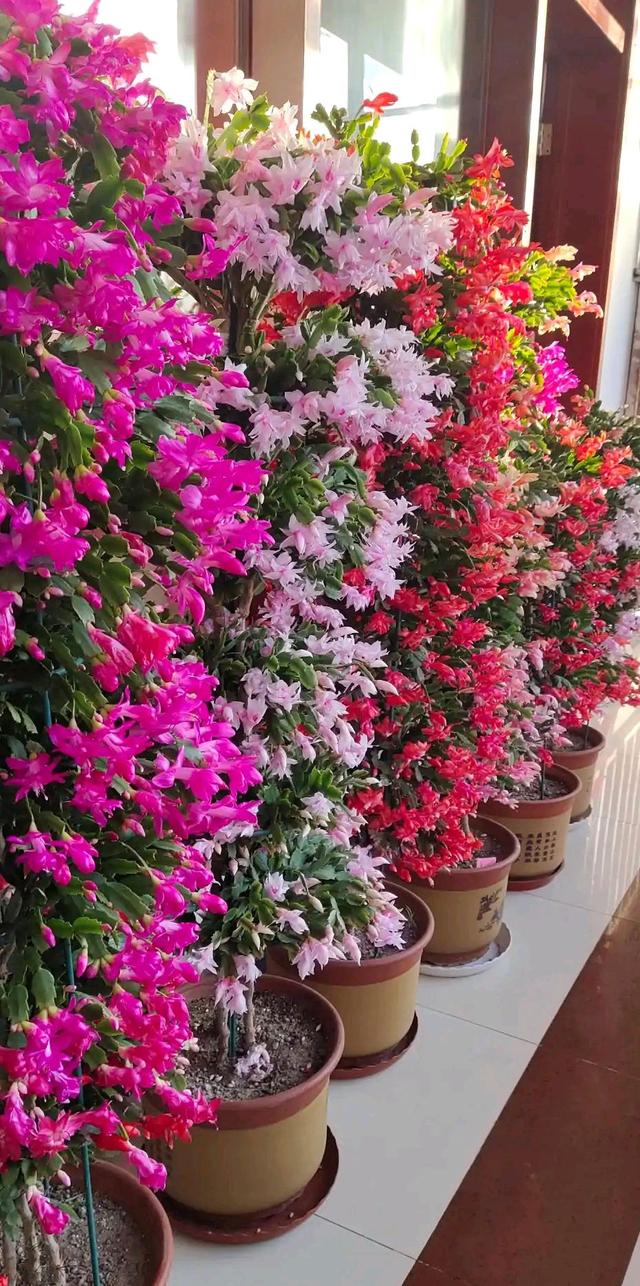 春天的植物有哪些，春天常见的植物（“24种”适合冬天种植的花草）