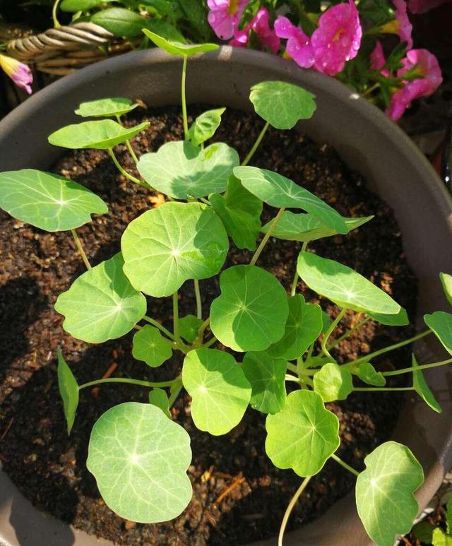 旱荷花一年四季能开花吗，​这1种花可爬藤