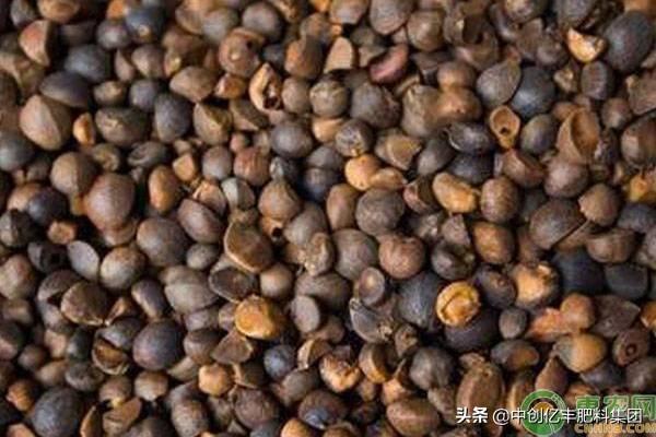 怎样种油茶树才是正确的，怎样种植油茶树的方法（油茶树这么种才对）