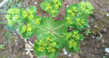 猫眼草的功效与作用，猫眼草的功效（农村里常见的\