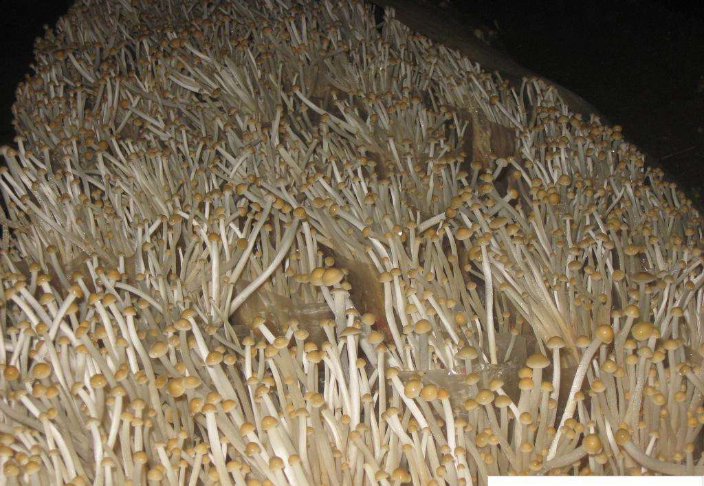 什么是金针菇菌种，菌菇是金针菇吗（从准备原料到采收）