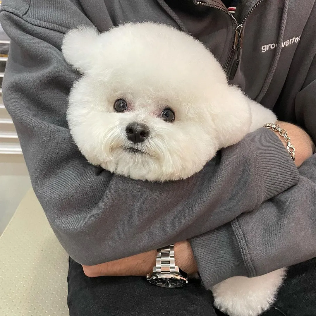 比熊起名字有发财意义的,韩国超甜小奶狗爆红网络!