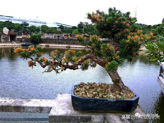 罗汉松盆景欣赏精品，海岛罗汉松——我的红颜知己