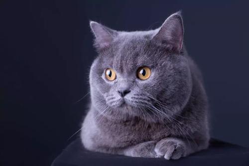 母猫会发腮吗，公猫会发腮吗（想养大圆脸猫咪的铲屎官）