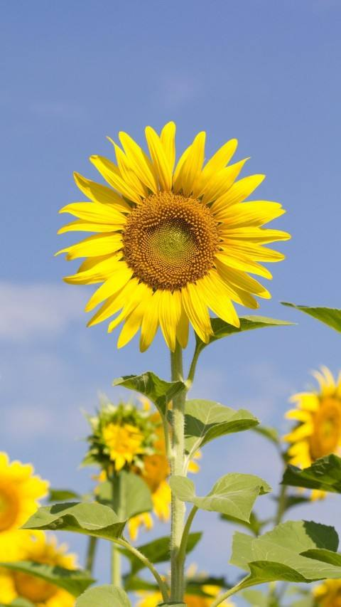十二星座生辰花及花语，生辰花的花语（来看看你是哪个）