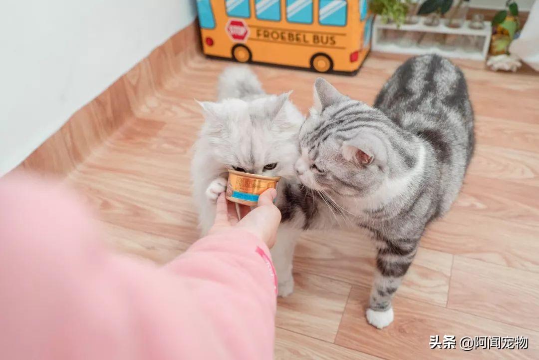 猫咪洗牙多少钱 猫咪洗牙一般价格