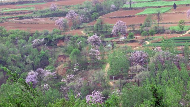 泡桐花的花语和寓意，泡桐花开不寂寞阅读答案（泡桐花开：一川春风过）