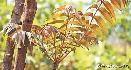 野荞麦根和乌鸡蛋煮，野荞麦根和乌鸡蛋煮水的功效（农业科普：53种野菜）