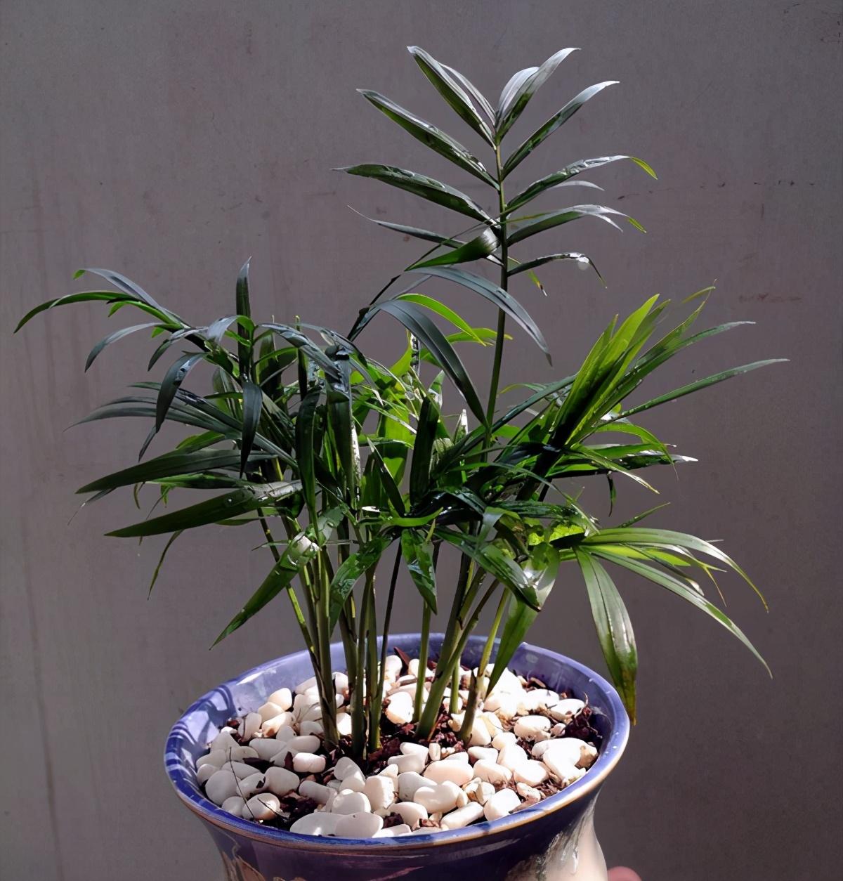 袖珍椰子，袖珍椰子绿油油的（袖珍椰子夏天多久浇一次水）