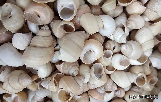 瓦楞子是什么东西，煅瓦楞子的副作用和毒性（来源于食物的中药材）