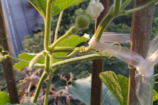 葫芦的养殖方法介绍，家养葫芦种植方法（就能让你的阳台挂满小葫芦）